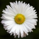@abcd12
