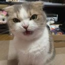 cinli kedi