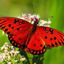 @ufukdemir