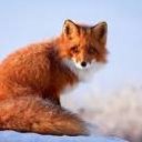 FoxTEE24