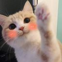 @meowtwo