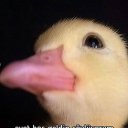 @svane