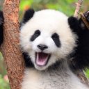 @pandawatching