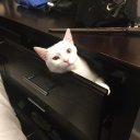 bıkmış bi kedi