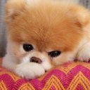 @murat20