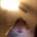 HAMSTER