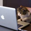 izleyen kedi