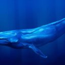 BlueWhale