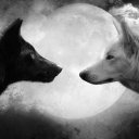 lonely wolf =(Yanlızkurt)