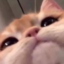 thelif