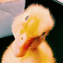 @ducky