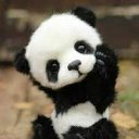 pandapandaoğlu