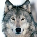 @wolfy44