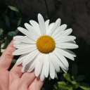 @elifimbesener