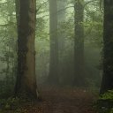 @songintheforest