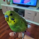 Nadi