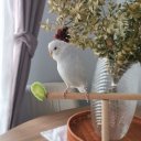 kirpinoo